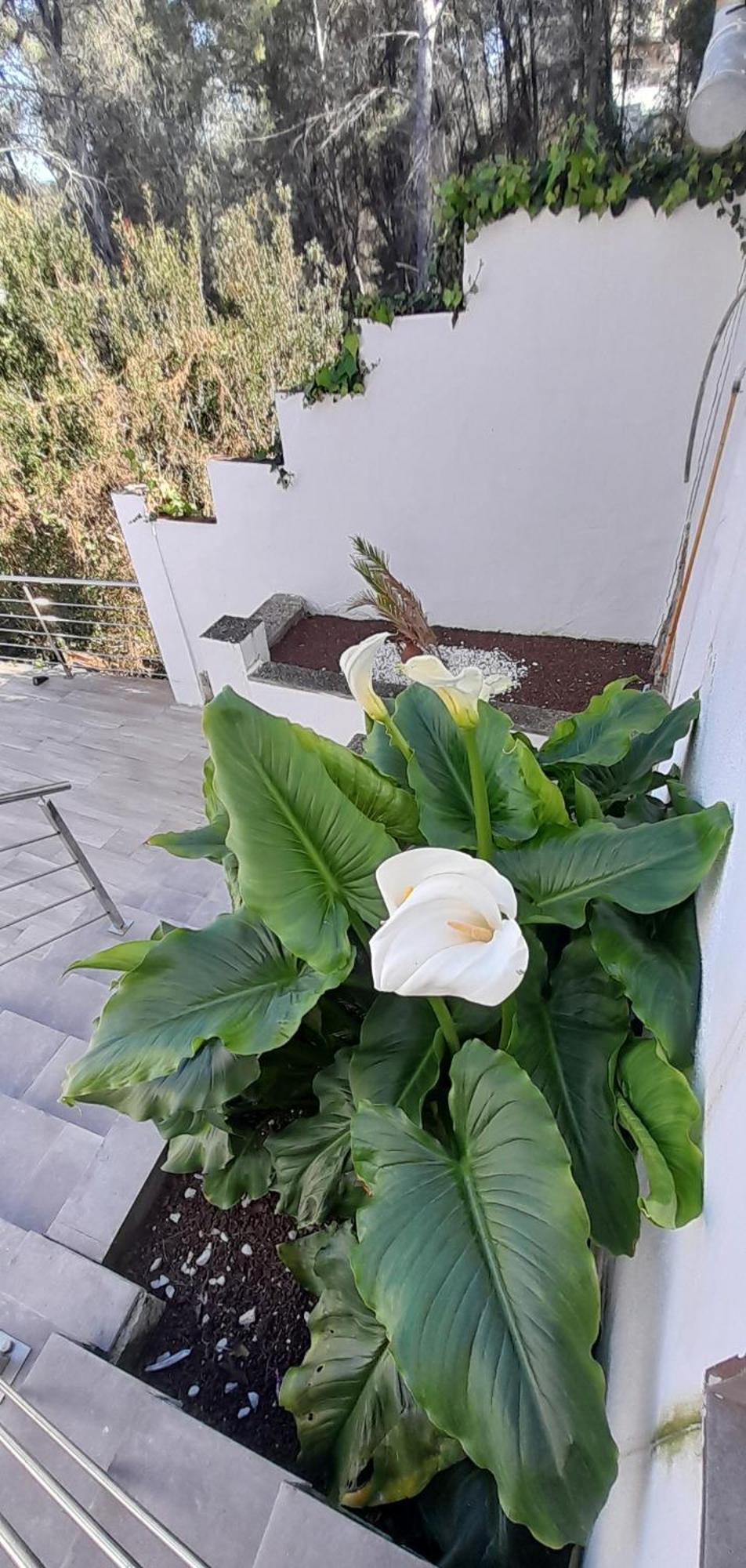 Villa Avril Piscina Privada Y Amplias Terrazas Оливелья Экстерьер фото